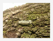 クロミドリ幼虫
